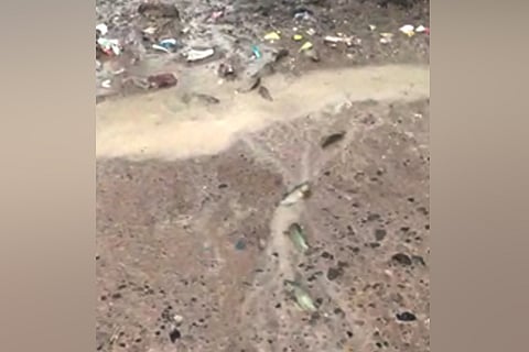 Video: It is ‘raining’ fishes in Andhra after Cyclone Phethai, experts explain