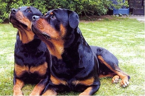 Rottweiler dogs