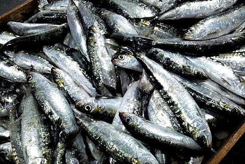 ‘Budget neglected us’: Kerala's sardine fishermen allege as catch on the decline