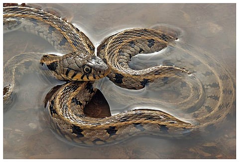 New strategy to reduce snake-bite deaths to be implemented in India: WHO