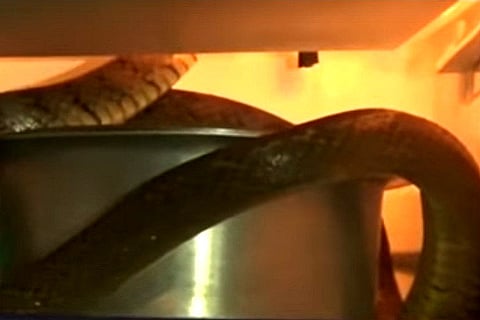 Watch: Family in a Telangana town opens fridge to find a snake beating the heat