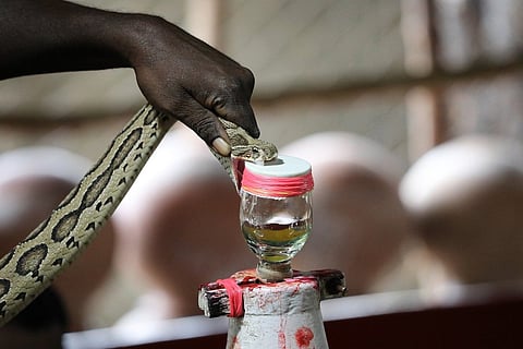 Venom of snake being extracted