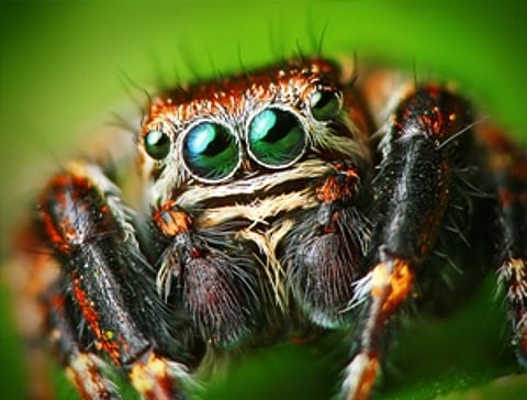 Beware the wrath of the spider: It could send you to jail or worse, burn down your house