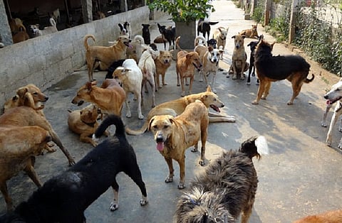Image featuring a group of dogs, used for representation