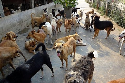 Hyderabad to have designated spots for feeding stray dogs soon, RWAs to be consulted