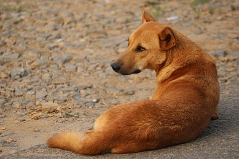 Stray dog