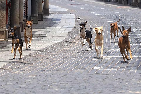 A group of stray dogs wandering in the road