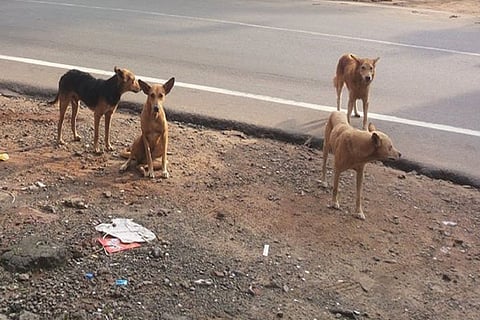 Stray dogs can pose a risk to public safety, Kerala child rights panel tells SC