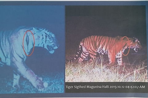 After fatal tiger attacks, Karnataka stops safaris in Bandipur, Nagarhole