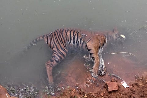 Tiger found dead in canal in Andhra’s Kurnool