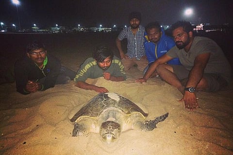 For 28 years, this group has patrolled Chennai's beaches to save Olive Ridley turtles