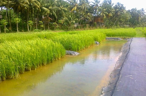 This government research centre in Kerala is helping keep alive a traditional harvest ritual
