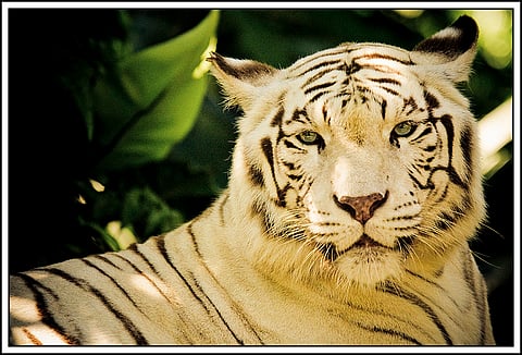 Dear media: How is what happened at Delhi zoo #TigerTerror?