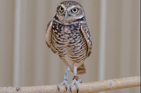 Burrowing owl