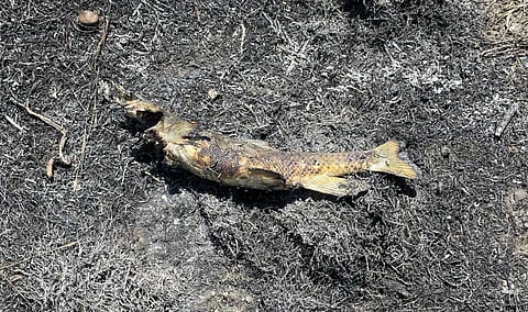 Fried fish