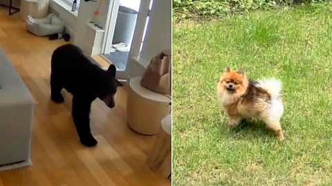 Bear and dog