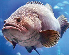 Is the grouper fish going to be a thing of the past?