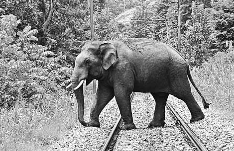 Fences fail to deter jumbos crossing tracks