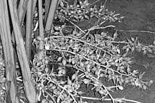 Innovative manure to boost cardamom production