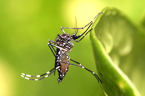 Dengue: Prohibitory orders under Sec 144 CrPC imposed