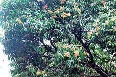 Early mango flowering worries farmers, scientists