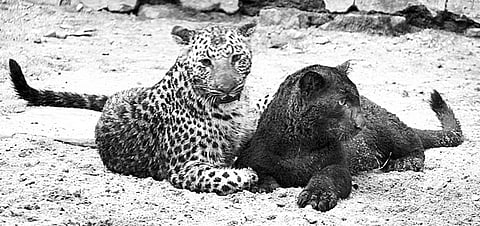 Black panther joins safari
