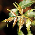 Siddha remedies for dengue, viral fever