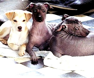 Hairless Peruvian puppies. (File photo, AP)