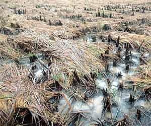 Cyclone eases but ‘depression’ sets in