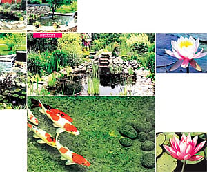 Introduce a cool centerpiece to your garden, complete with colourful koi carp and underwater and exterior lighting Nandhinie VG and Nikita Bastian