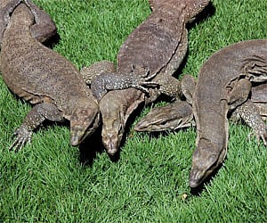 Forest department officials with the engangered lizards seized from poachers in Puducherry on Monday/G Pattabiraman.