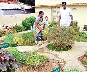 Panchayat president, M Ramathal, and her husband, Muthiahsamy watering the herbs grown at Thuvarangadu in Tirunelveli district/P JUSTINE.