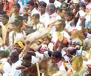 Over the top : Mailaru villagers throwing sheep and goats around as part of Sankranti on Wednesday. Many animals were injured in the celebrations