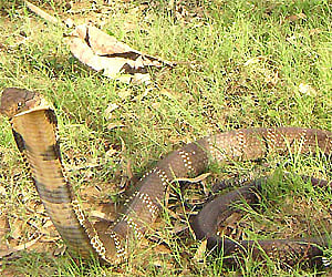 Sunderban tiger swallows king cobra, dies