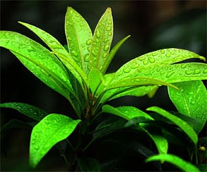 ‘Create awareness on medicinal plants’