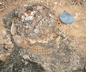 Fossil remains of dinosaurs and dinosaurs eggs found at the nesting site near Ariyalur by a research team of Periyar University’s Department of Geolog