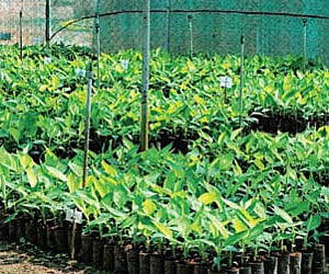 The saplings developed at the tissue culture laboratory of the VFPCK at Alathur in Palakkad district being hardened at the green house.