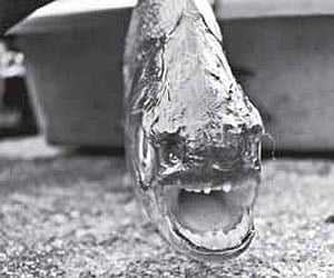 Fisheries Dept suspects illegal breeding by hatc