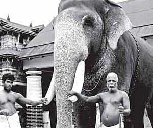 Devaswom Sivakumar, the tallest elephant caught from Kerala forests.