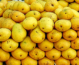 File photo of mangoes at a market