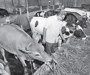 The dairy farm at the Sugarcane Seed Farm in Pandalam.