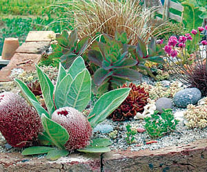 A rock garden (ENS)