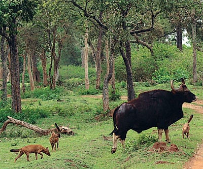 Dhole are pure hunters and among the fiercest  predators. They think nothing of taking on animals many times their size, even Gaur.