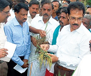 Farmers showing damaged crop to the Central team at Vadapathi in Orathanadu taluk on Sunday.
