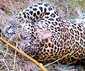 A leopardess found dead in a trap at Devarayanadurga  Reserve Forest near Tumkur on Sunday | Express Photo