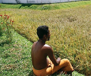 The ripe paddyfield at Putharikandam awaiting harvest