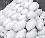 Need to increase mango production stressed