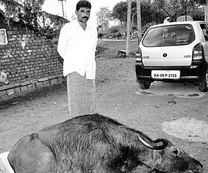 The carcass of a buffalo killed in a tiger attack at Nagalapura village.