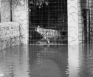 HELPLESS BEAST: A hyena stuck in its cage in Mysore zoo after heavy rain flooded its enclosure.