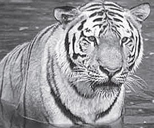 Census teams on tiger trail
